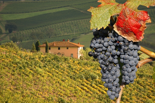 сбор урожая винограда в италии