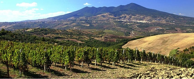 Виноградники на юге Италии